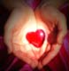 Love Heart