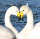 Love Heart