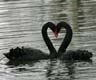 Love Heart