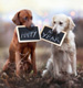 Happy New Year!