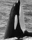 Whale