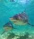Two Sharks