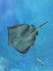 Stingray