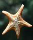 Starfish