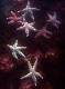 Starfishes