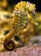 Seahorse