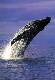 Whale