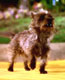 Toto