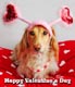 Happy Valentine's Day