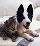 Friendship E-Cards