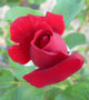 Flowers E-Cards